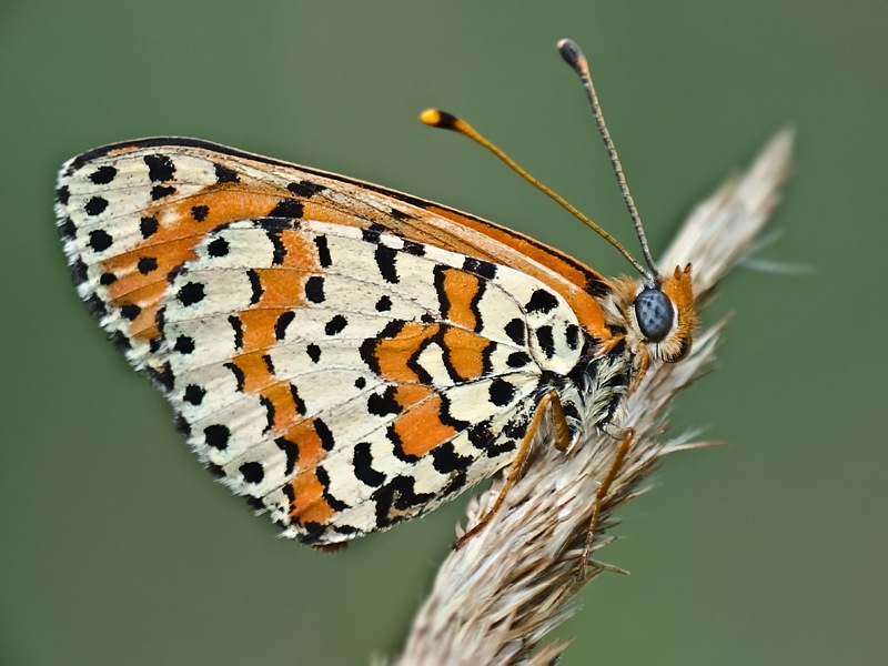 photo "***" tags: macro and close-up, 