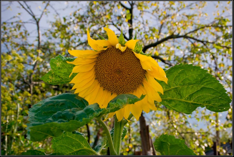 photo "Farewell to summer, air kiss from sunflower." tags: landscape, nature, flowers, summer