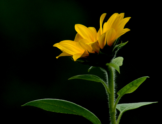 photo "Face the Sun" tags: nature, flowers