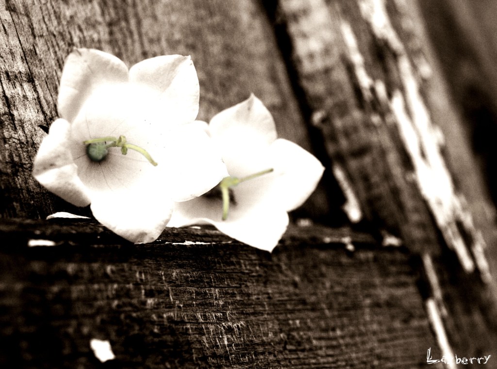 photo "***" tags: nature, still life, flowers