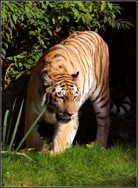 photo "***" tags: nature, travel, Europe, wild animals