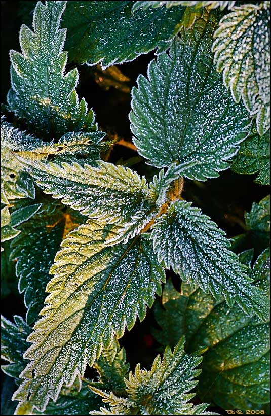 photo "Morning nettle" tags: nature, macro and close-up, 