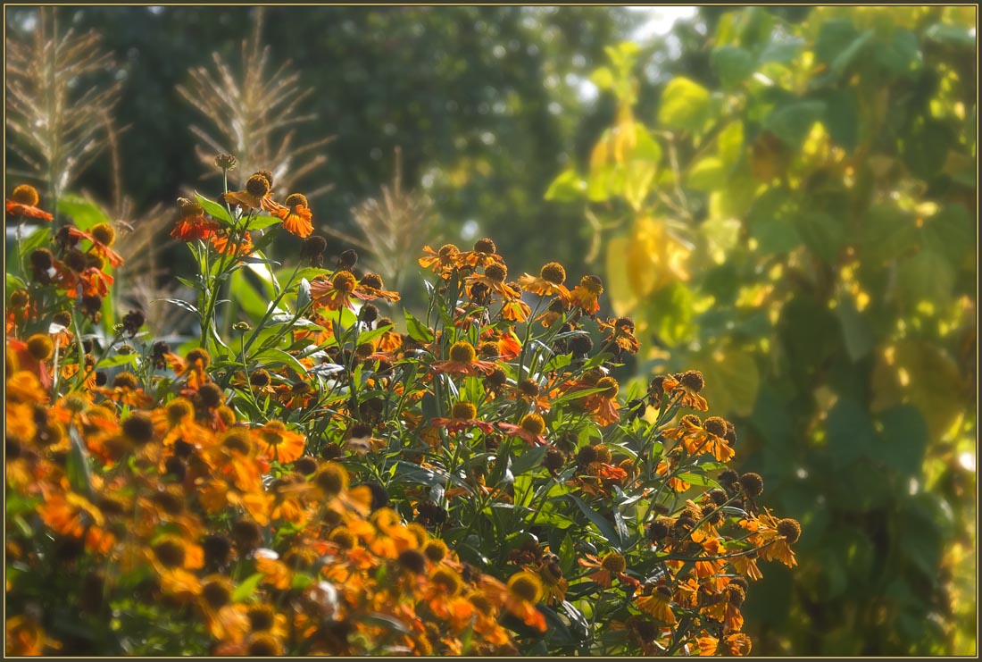 photo "Autumnal flowering" tags: nature, flowers