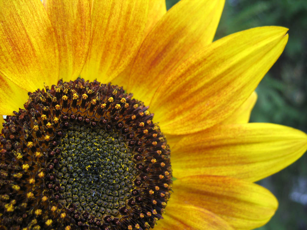 photo "***" tags: nature, macro and close-up, flowers