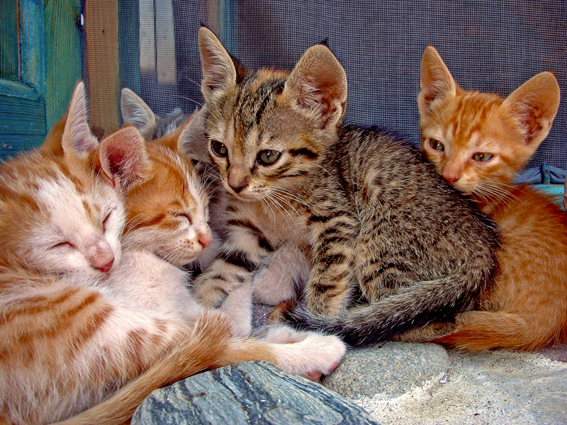 photo "Kittens" tags: nature, pets/farm animals