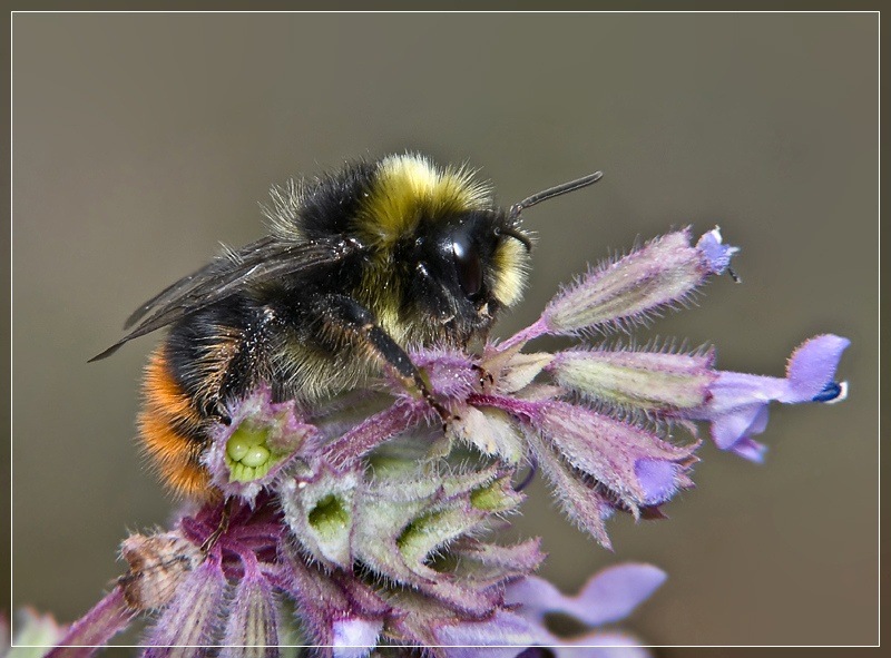 photo "***" tags: macro and close-up, 