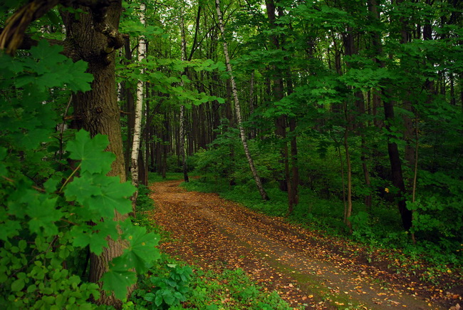 photo "***" tags: landscape, autumn