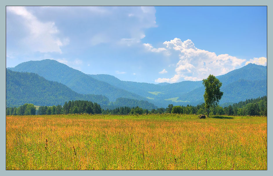 photo "Gold field" tags: landscape, mountains, summer