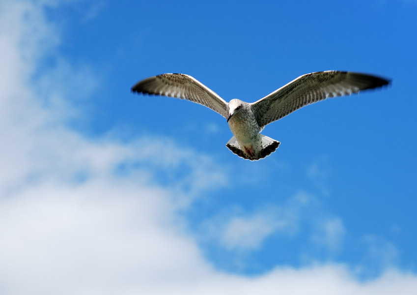 photo "Sea-gull" tags: nature, wild animals