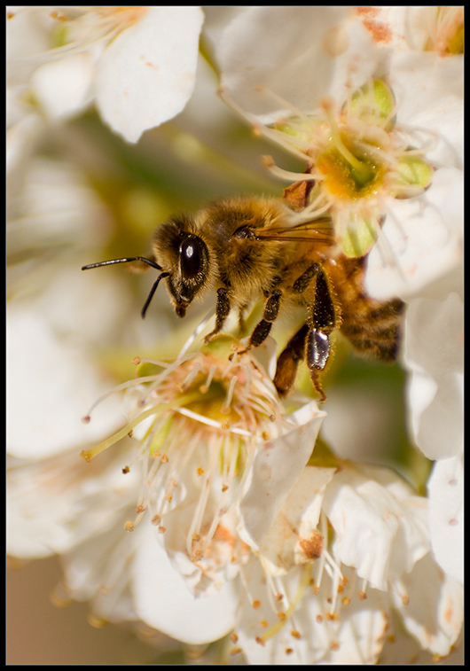 photo "Bee" tags: nature, macro and close-up, insect