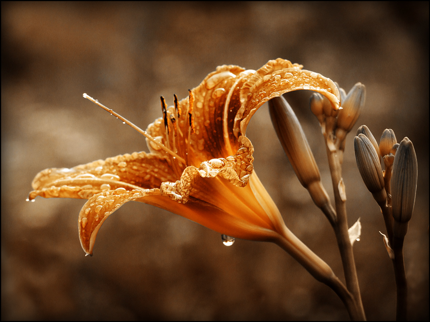 photo "***" tags: nature, macro and close-up, flowers