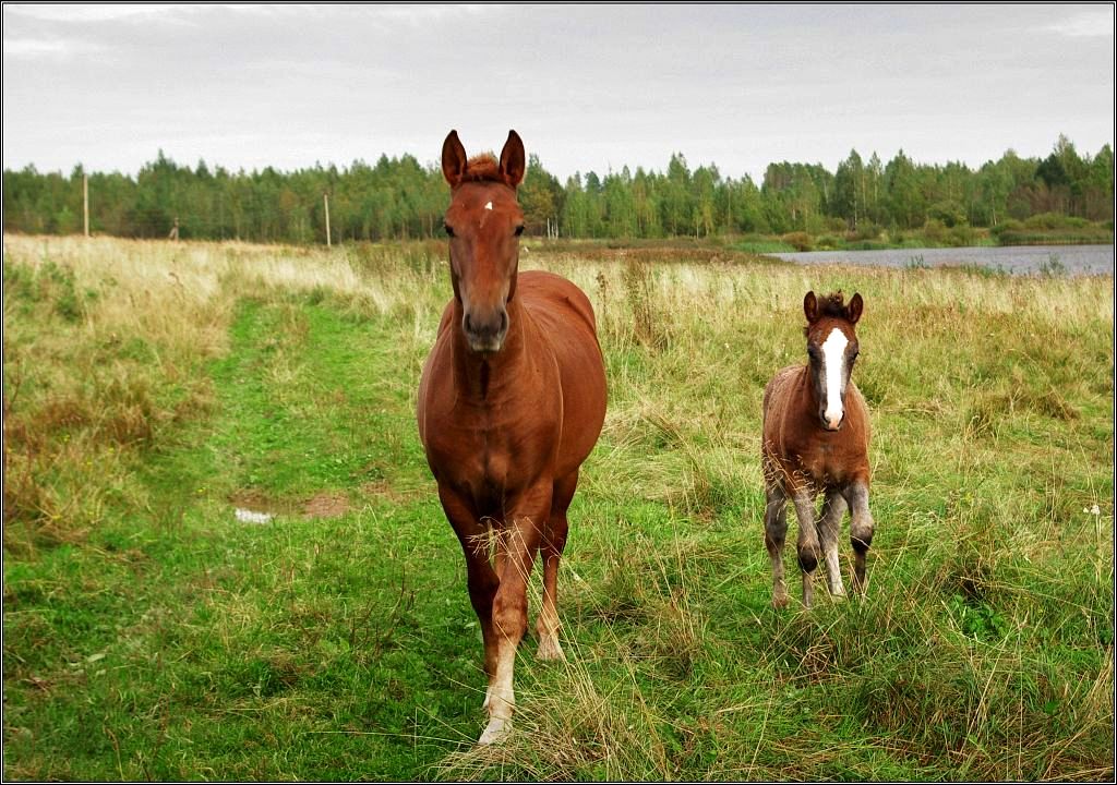 фото "Лошадки" метки: , 