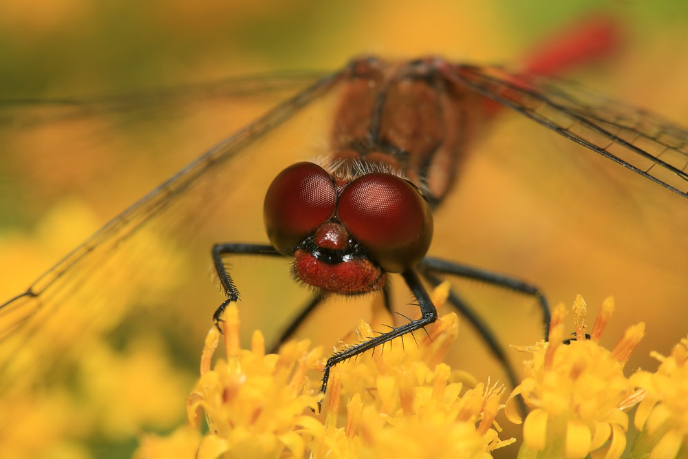 фото "***" метки: макро и крупный план, природа, насекомое