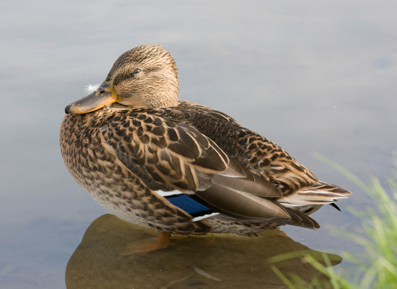 photo "***" tags: nature, wild animals