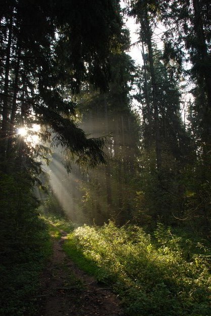 фото "Рассвет в лесу." метки: пейзаж, закат, лес