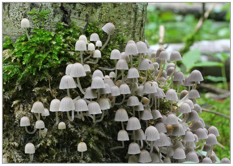 фото "Мицена слизистая (Mycena epipterygia)" метки: природа, макро и крупный план, цветы