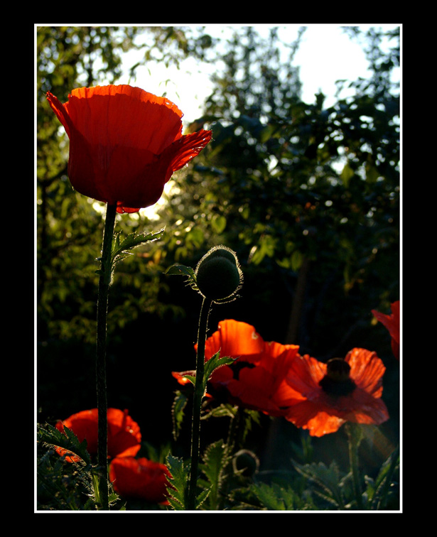 photo "Poppy Light" tags: nature, flowers