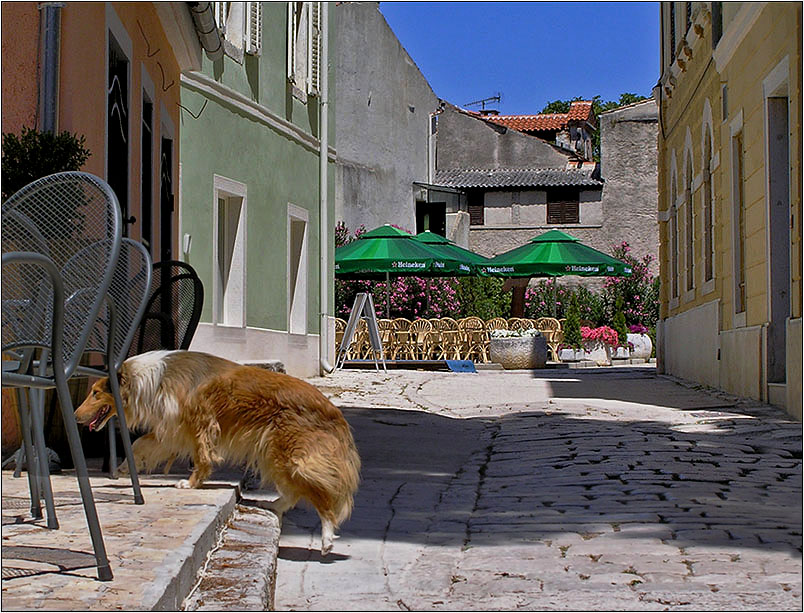photo "To leave from a heat" tags: , собака