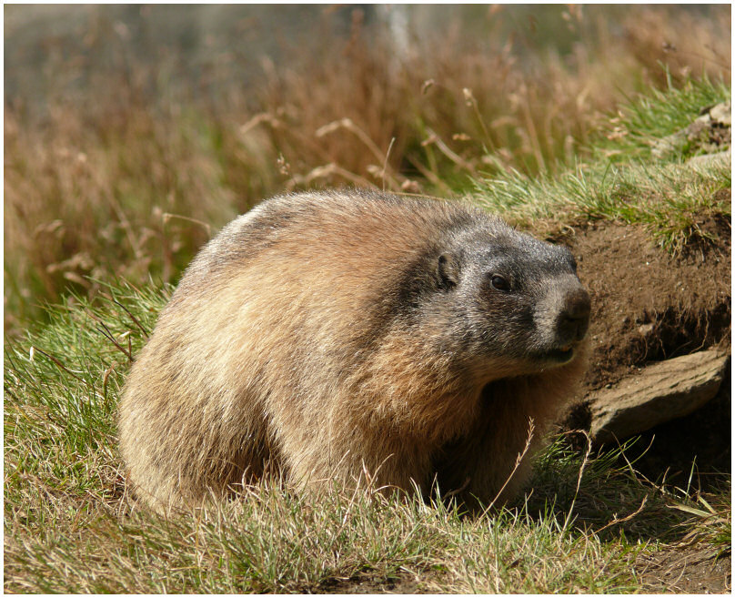 photo "Marmot" tags: nature, wild animals