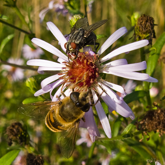 photo "Last sweet honey" tags: nature, macro and close-up, 