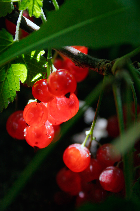 фото "Красная смородина" метки: природа, макро и крупный план, цветы
