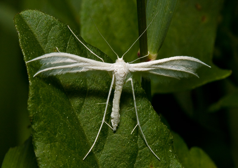 фото "Пальцекрылка Pterophorus pentadactylus" метки: природа, макро и крупный план, насекомое