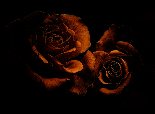 photo "Rafaela" tags: nature, flowers