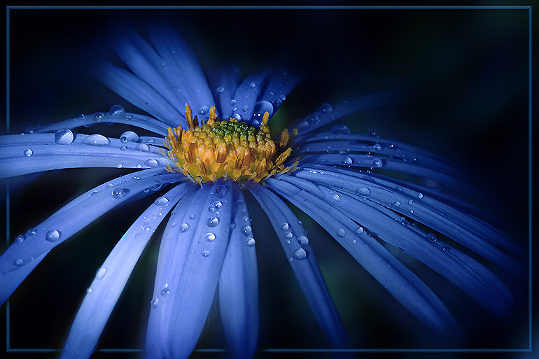 photo "***" tags: macro and close-up, nature, flowers