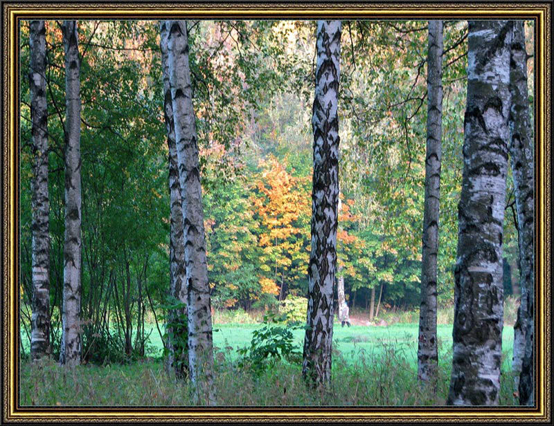 photo "***" tags: landscape, autumn, forest