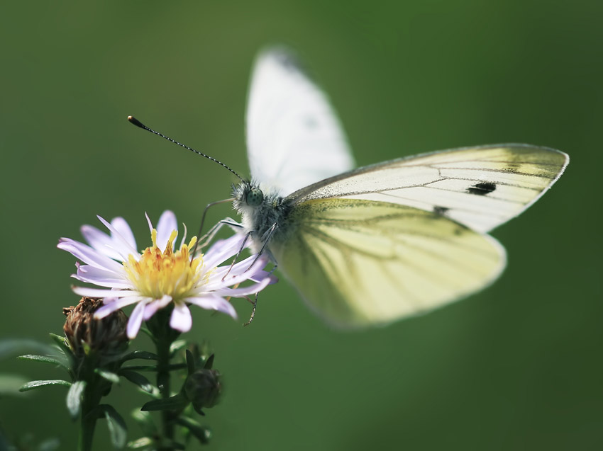 photo "***" tags: macro and close-up, nature, insect