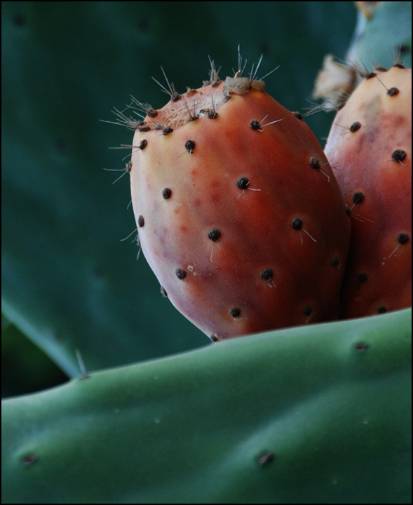 photo "Opuntia" tags: nature, misc., flowers