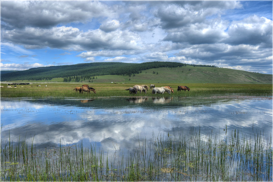 photo "Horses're grazing..." tags: landscape, nature, pets/farm animals
