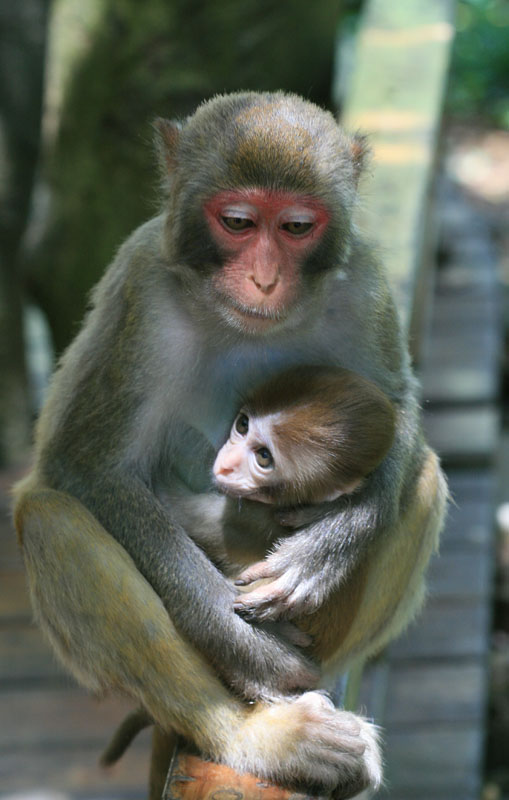 photo "***" tags: nature, travel, Asia, wild animals