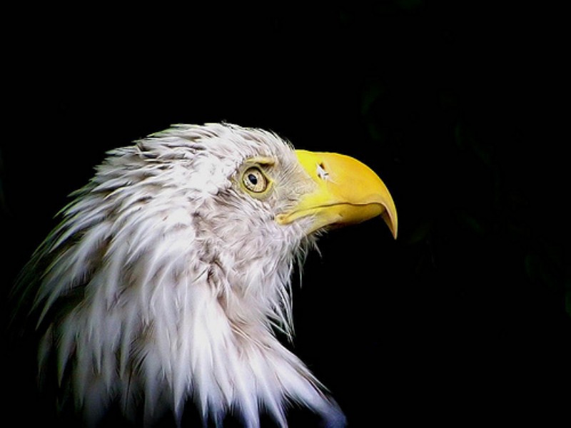 photo "eagle eye view" tags: nature, wild animals