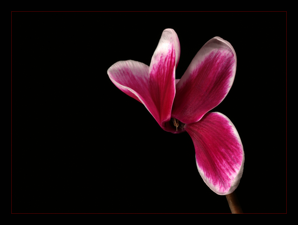 фото "Cyclamen" метки: природа, цветы