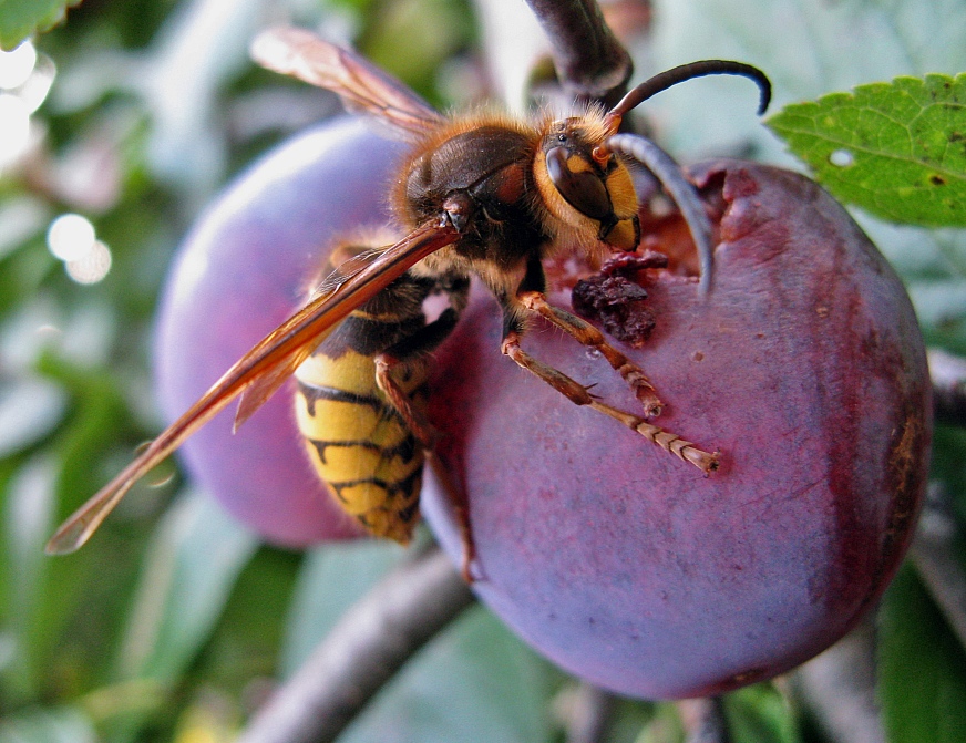 photo "***" tags: nature, macro and close-up, insect