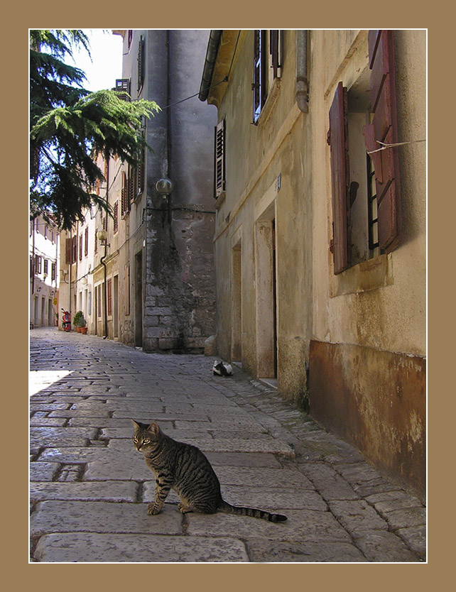 photo "Tiger on the street" tags: travel, nature, Europe, pets/farm animals