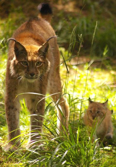 фото "Lynx" метки: природа, дикие животные