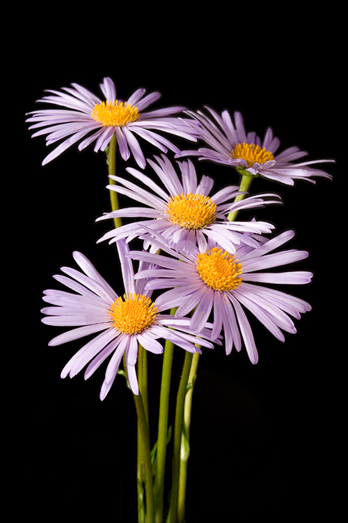photo "Daisies" tags: nature, flowers