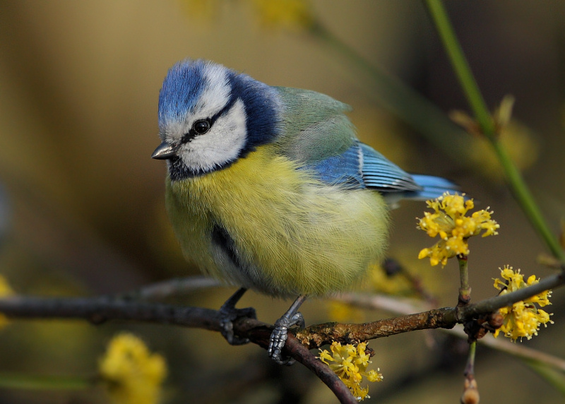 photo "Parus caeruleus (6)" tags: nature, wild animals