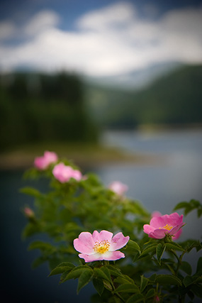 фото "Wild roses" метки: пейзаж, природа, горы, цветы