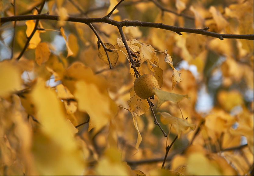 photo "***" tags: nature, 