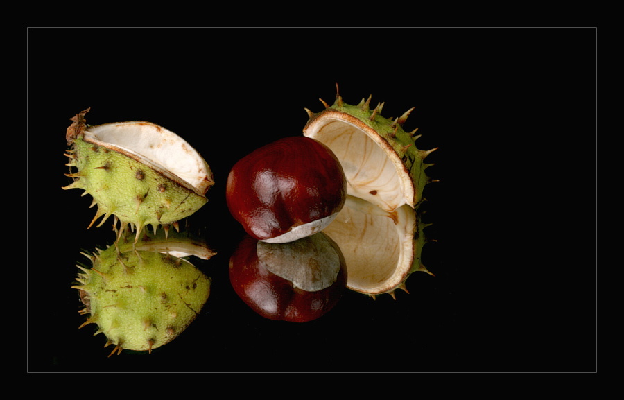 фото "Castanea" метки: пейзаж, осень