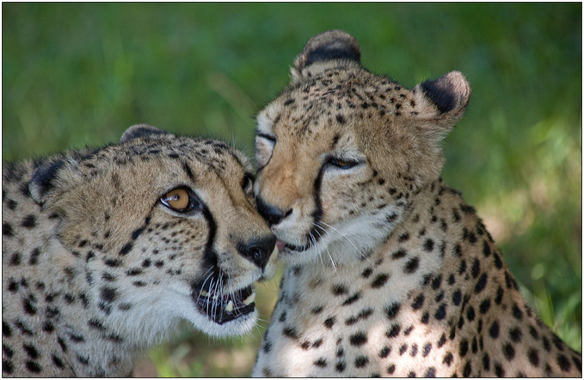 photo "Oh, not up to tendernesses to me now . . ." tags: nature, genre, wild animals