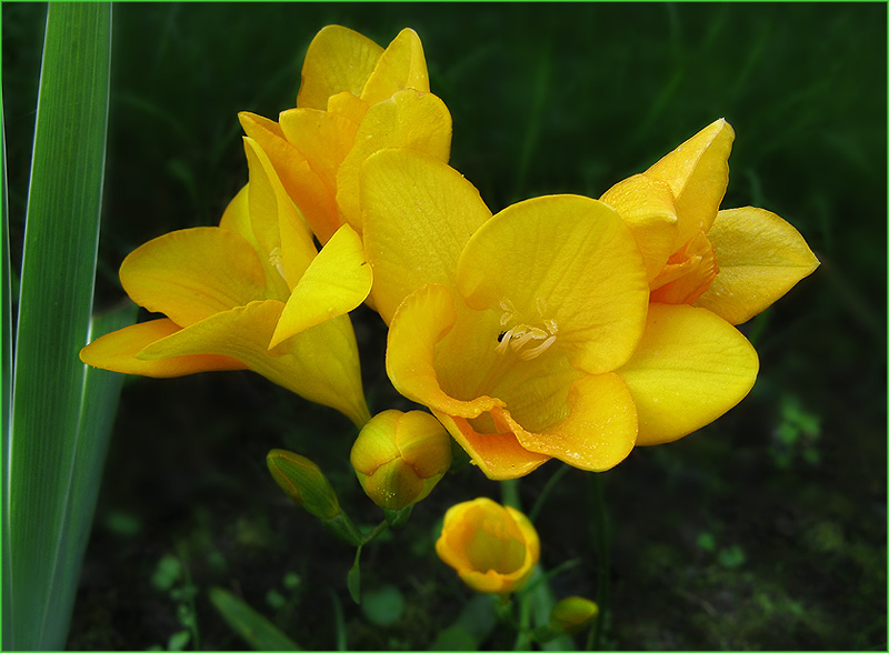 photo "a bit of sun for Marina Agarkova" tags: nature, flowers