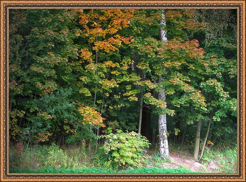 фото "лес полон красок расписных" метки: пейзаж, лес, осень