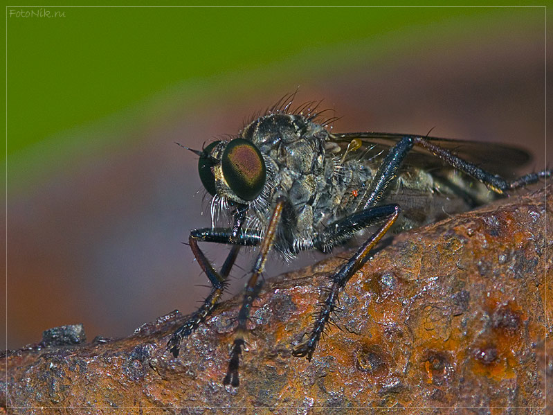photo "Fly killer" tags: nature, misc., insect