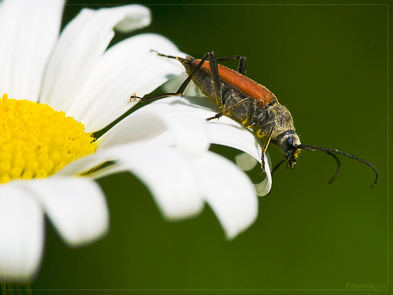 photo "*" tags: nature, misc., insect