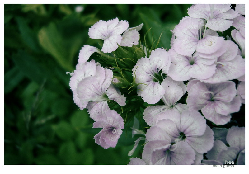 photo "***" tags: nature, flowers