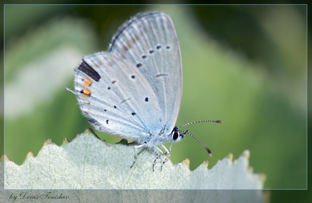 photo "***" tags: nature, macro and close-up, insect